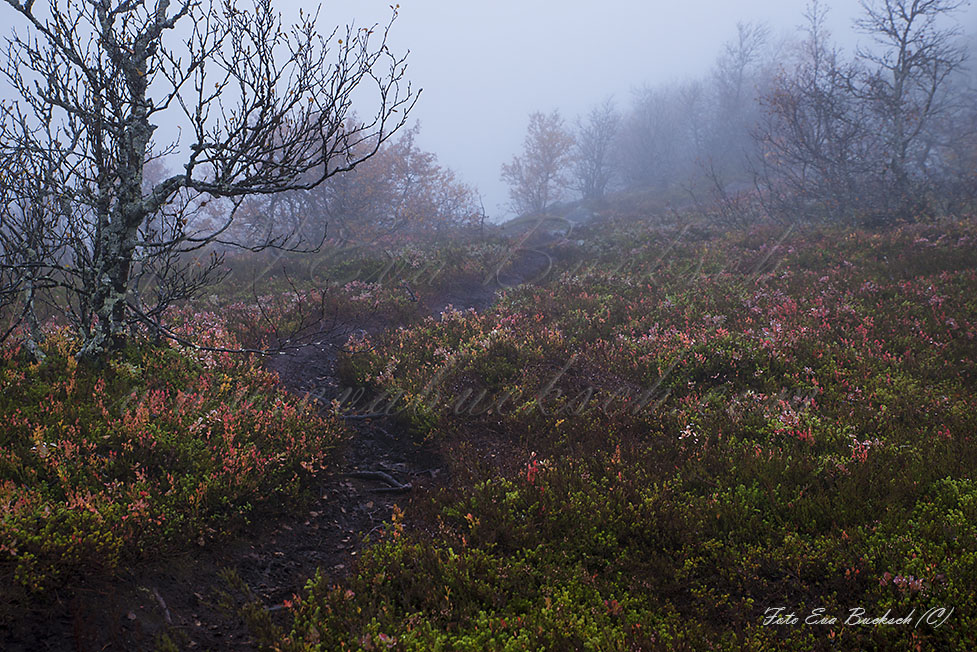 Foto av Eva Bucksch